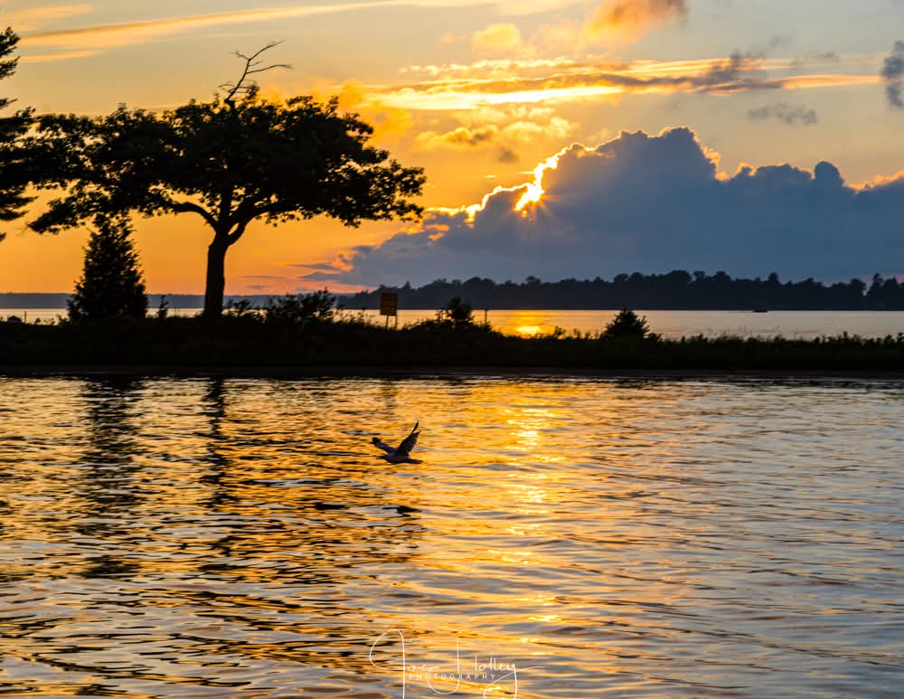 Houghton Lake golden sunset with bird in flight